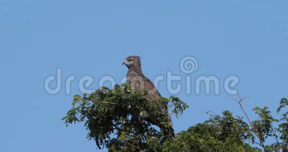 雄鹰美洲狮成年栖息在树顶肯尼亚马赛马拉公园视频的预览图
