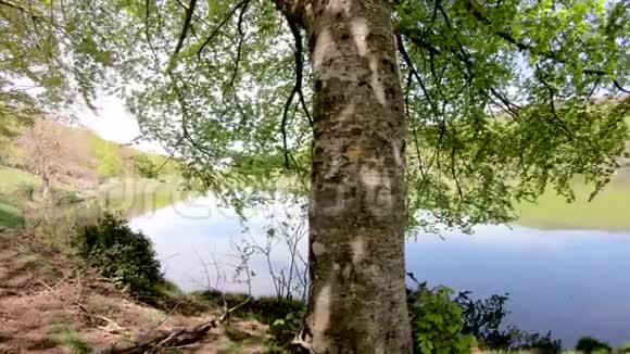 湖岸绿树的特写视频的预览图