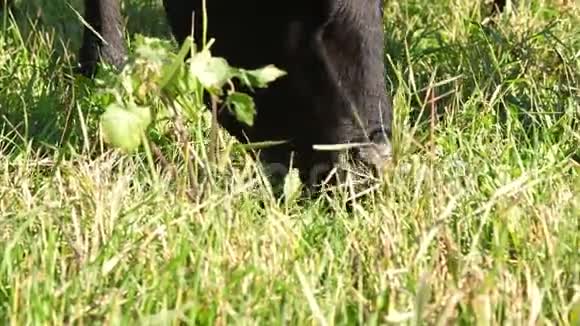 近在草地上在农场上大黑系种牛或公牛正在放牧吃草夏日为了牛视频的预览图