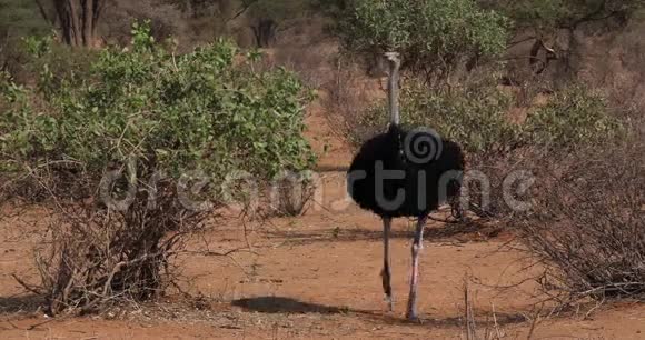 索马里鸵鸟驼雄马穿过丛林肯尼亚桑布鲁公园视频的预览图