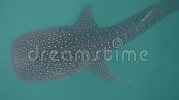 鲸鲨在蓝色的海水中游泳野生鲸鲨在透明的海水水下观景野生动物和视频的预览图