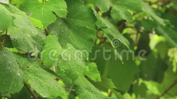 绿葡萄叶在树枝上花园里有水滴雨中种植特写动态场景调色视频视频的预览图