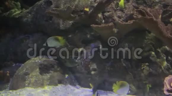 五颜六色的鱼在珊瑚中游泳视频的预览图
