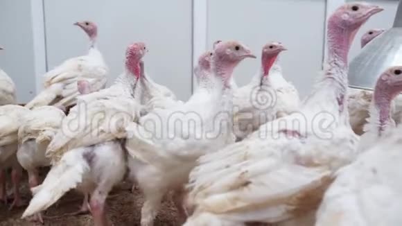 家禽养殖场视图火鸡小鸡在养鸡场浪费时间视频的预览图