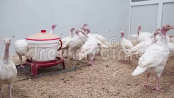 家禽养殖场的看法土耳其小鸡走在母鸡里视频的预览图