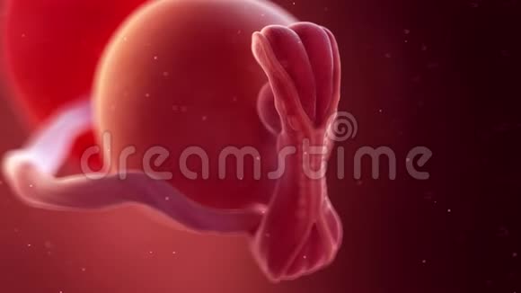 人类胎儿第5周视频的预览图