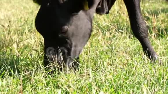 近在草地上在农场上大黑系种牛或公牛正在放牧吃草夏日为了牛视频的预览图