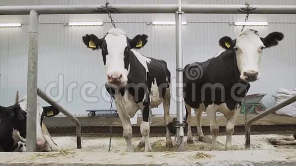 两头奶牛待在摊位上然后镜头靠近一头奶牛视频的预览图