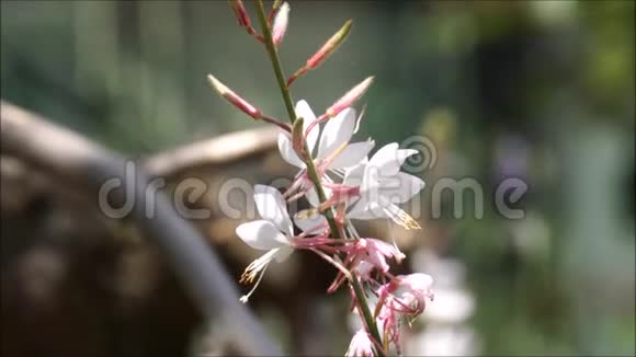 优雅的白色鲜花在微风中摇曳视频的预览图