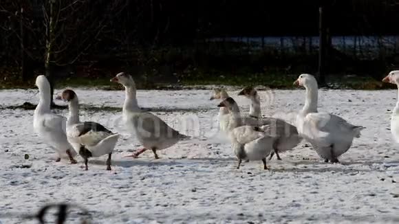 白鹅荷兰冬季景观视频的预览图