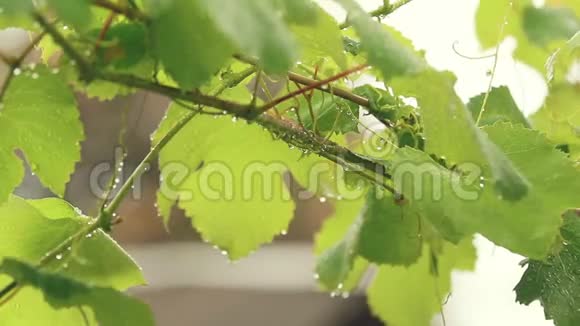 绿葡萄叶在树枝上花园里有水滴雨中种植特写动态场景调色视频视频的预览图