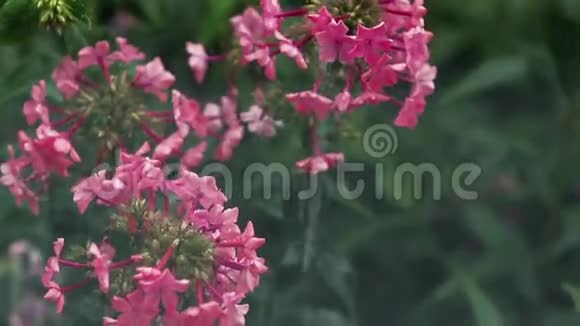 美丽的粉红色花花园里有水滴在淋雨特写动态场景调色视频视频的预览图