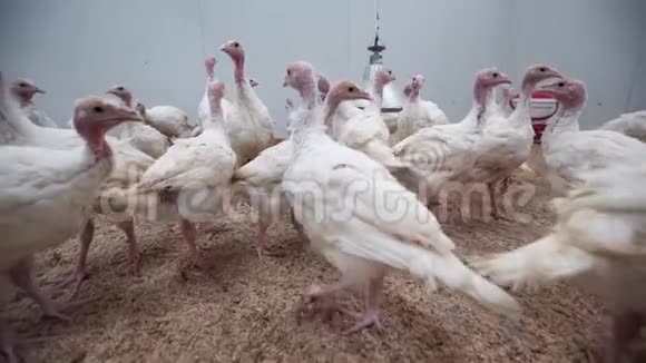 在家禽养殖场里白火鸡从摄像机里跑出来视频的预览图