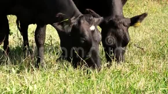 近在草地上在农场上大黑系繁殖奶牛公牛正在放牧吃草夏日为了牛视频的预览图