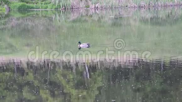 公鸭和棕鸭一家野鸭在苏塘游泳视频的预览图