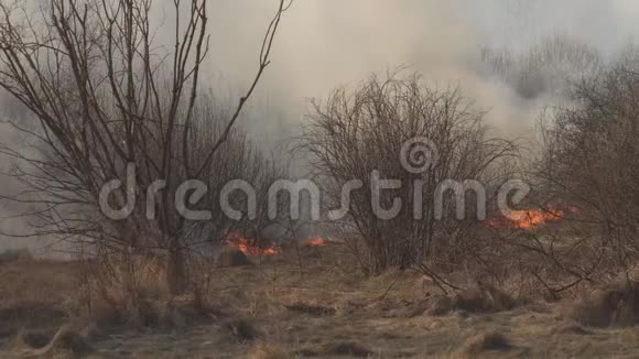向大自然中的干草和森林开火由消防员危险紧急情况烟雾扑灭森林火灾视频的预览图