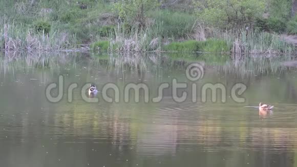 公鸭和棕鸭一家野鸭在苏塘游泳视频的预览图