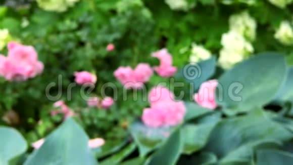 粉色玫瑰花园暴雨变焦视频的预览图