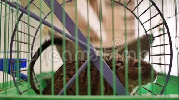 智利松鼠在笼子里的轮子里旋转视频的预览图