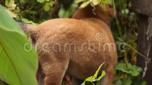 棕色小狗徘徊在后院花园视频的预览图