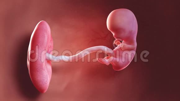 人类胎儿第9周视频的预览图