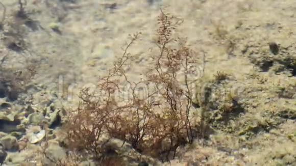 水中的藻类特写镜头时光流逝视频的预览图