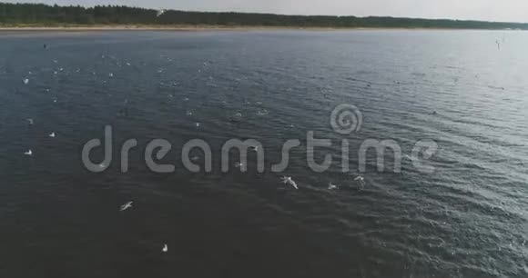 一群海鸥飞向大海鸟瞰慢镜头视频的预览图