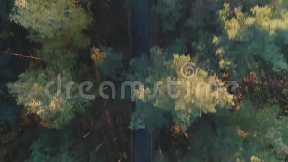 森林中汽车骑行的鸟瞰图视频的预览图