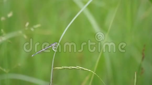 蜻蜓坐在草叶上视频的预览图