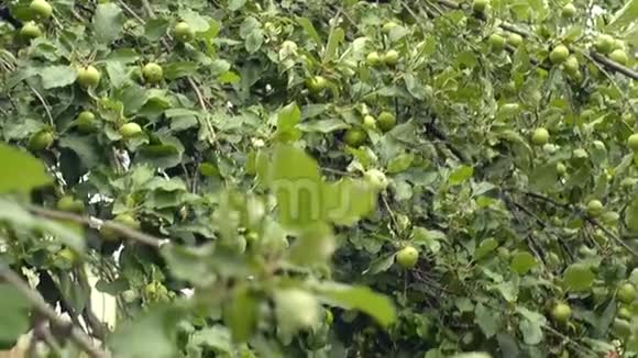 美味的青苹果果树私人果园园艺视频的预览图
