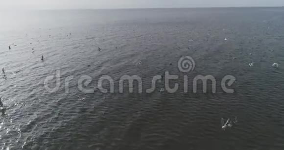 一群海鸥飞向大海鸟瞰慢镜头视频的预览图