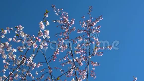 夏天在公园里合上樱花树枝和大黄蜂视频的预览图