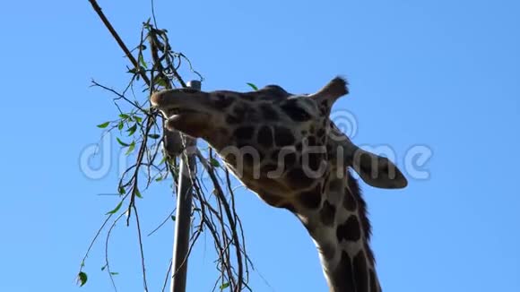 高长颈鹿吃树叶视频的预览图