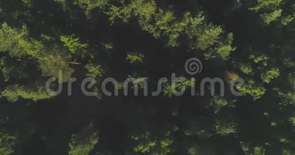 空气飞在雾蒙蒙的松林树梢之上寒冷的早晨从茂密的云杉林中升起厚厚的薄雾视频的预览图