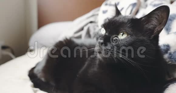 黑白房子猫的特写肖像视频的预览图