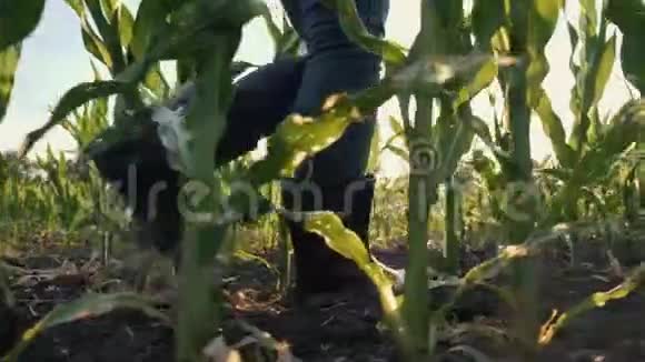女农民穿过玉米地视频的预览图