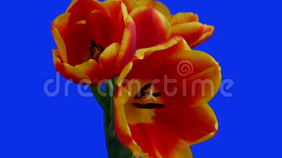 三朵红黄色郁金香在蓝色背景上盛开视频的预览图