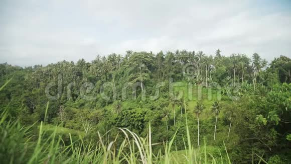 印度尼西亚巴厘岛乌布德的坎布汉岭步道棕榈树和丛林视频的预览图
