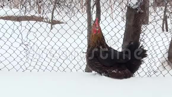 黑母鸡坐在靠近栅栏的雪地里冬天下雪视频的预览图