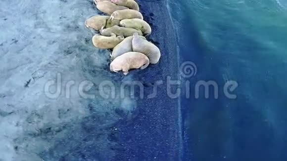 海象在北冰洋海岸航空全景360在新地球视频的预览图