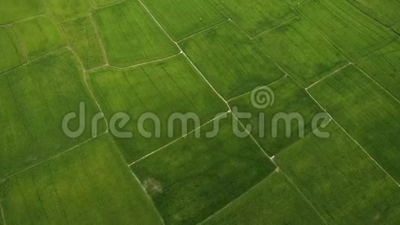 无人机飞过水稻梯田许多绿色的田野越南空中镜头的野性生态健康视频的预览图