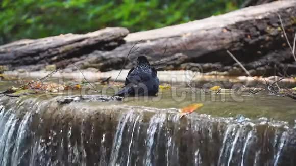 鸟浴饮水从瀑布缓慢的运动视频的预览图