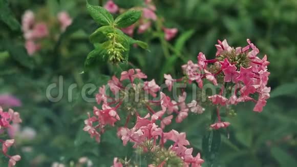 美丽的粉红色花花园里有水滴在淋雨特写动态场景调色视频视频的预览图