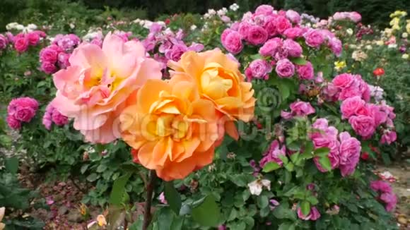 五颜六色的花坛有许多玫瑰视频的预览图