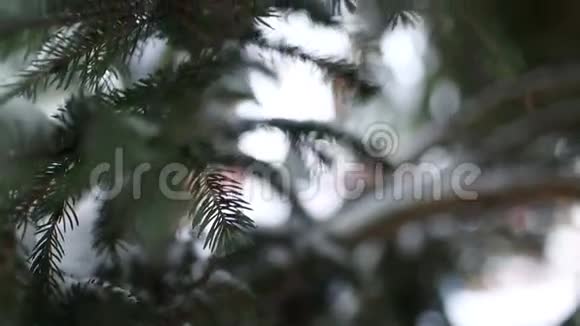 沿着一根树枝穿过冷杉视频的预览图