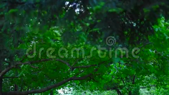 暴风雨前的木头02视频的预览图