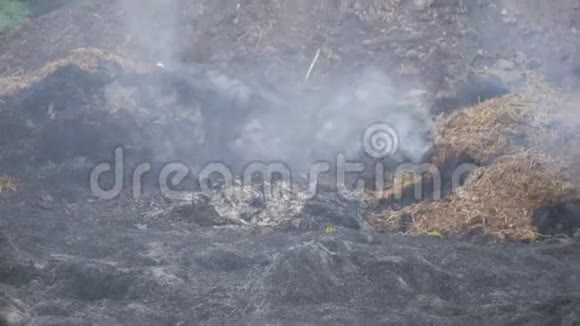 森林大火烧毁了干草小花损害了动物动植物群视频的预览图