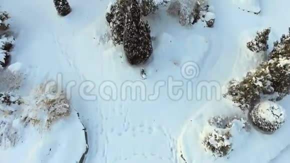树木和地面覆盖着刚刚落下的粉状白雪视频的预览图