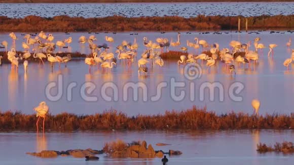 埃布罗达美自然公园的火烈鸟群非洲鸟类每天日落部分视频的预览图