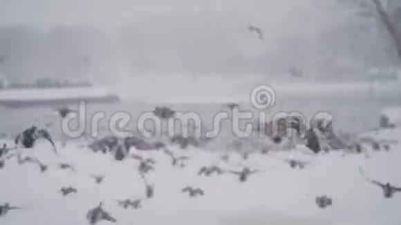 一群鸭子飞走了雄鹿展翅鸟类的野生动物视频的预览图